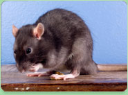 rat control Newport Pagnell